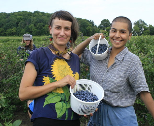 Wormfarm Institute resident artists are in the farm fields harvesting blueberries.