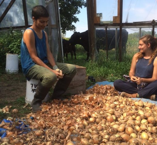 Wormfarm resident artists sort onions in a greenhouse with a cow and calf just outside the door.