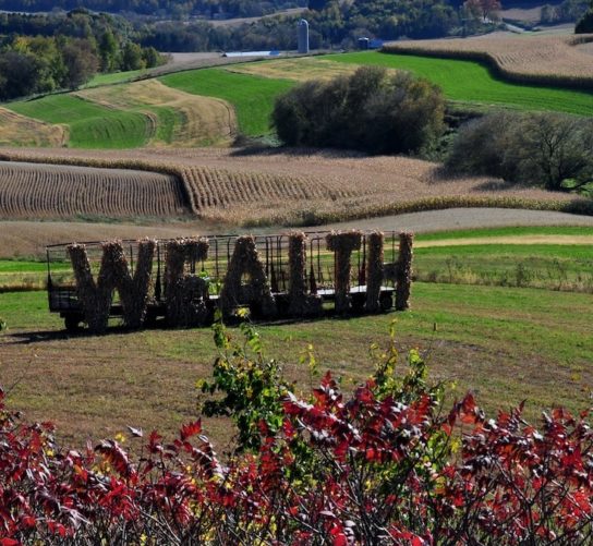 During the Farm/Art DTour large letters made of straw and hay, formed the word “Wealth” in a pasture with a view to a broad vista. A combine is harvesting soybeans on a hillside in the far distance.
